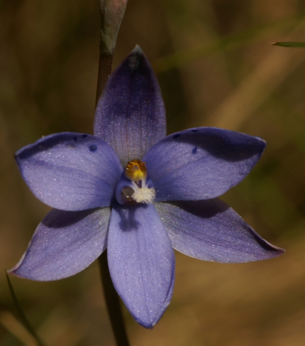Thelymitra ixioides
